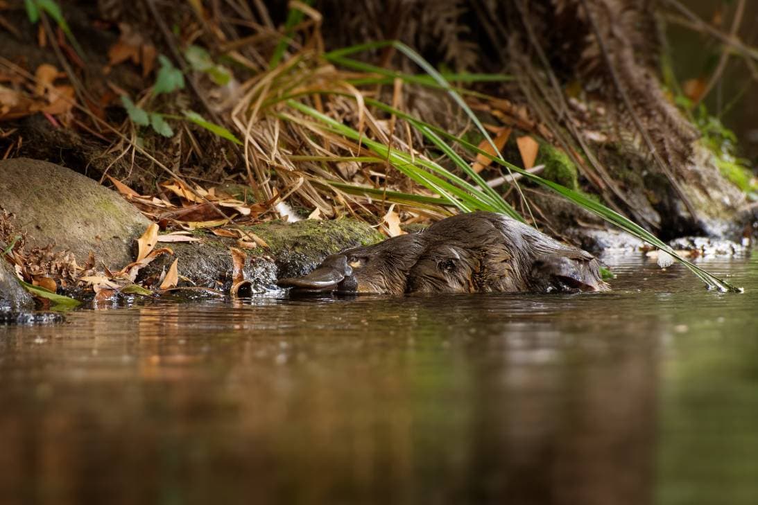 Platypus in the sea_Martin Pelanek_Shutterstock