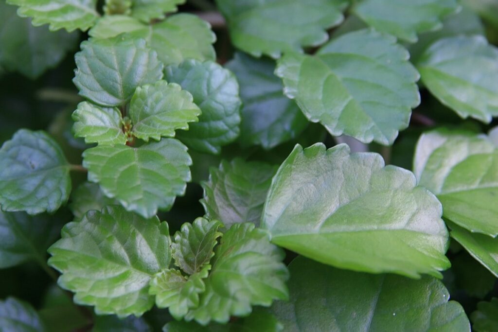 Plectranthus australis