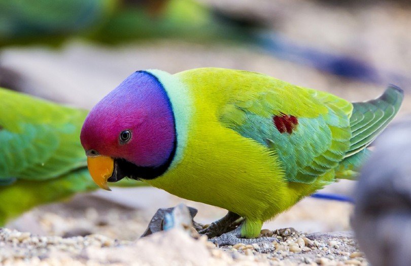 Plum-headed Parakeet