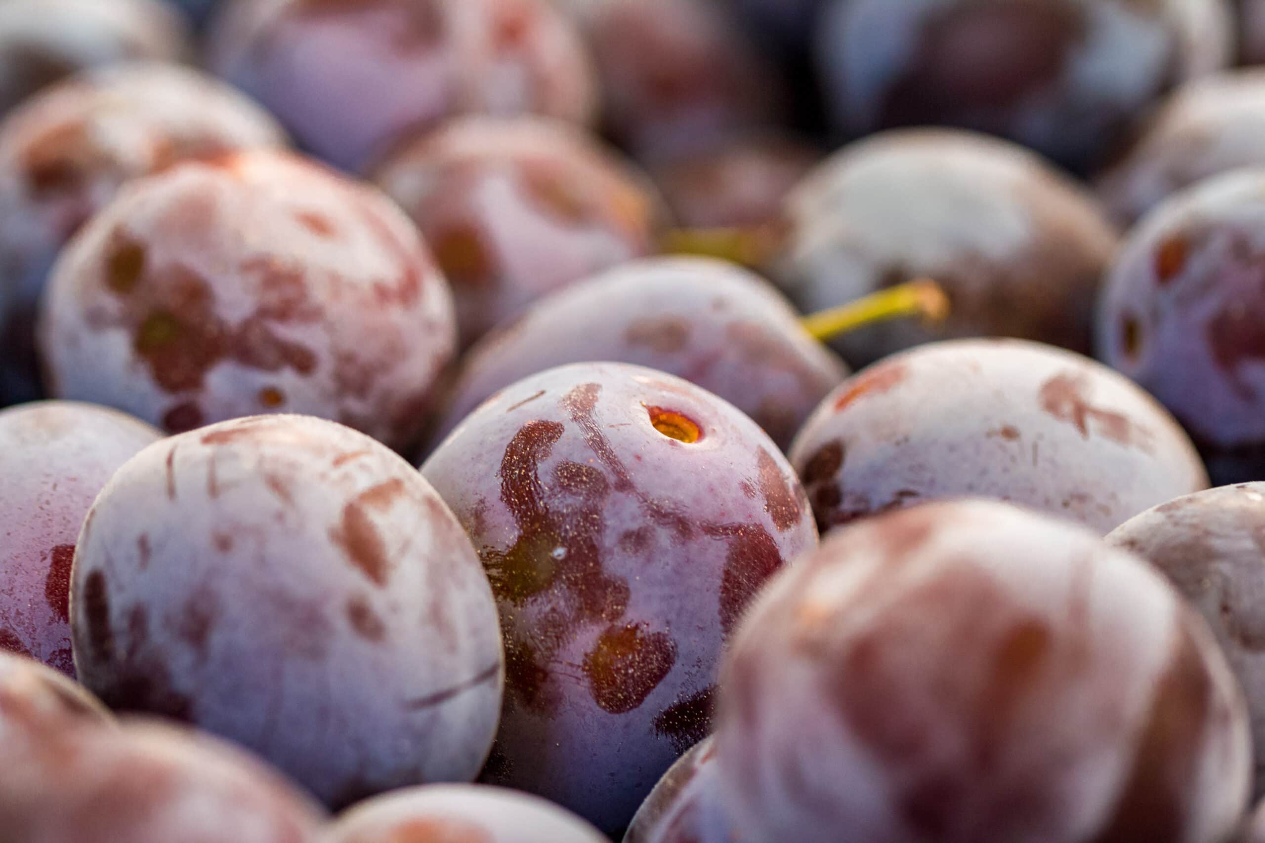 Plum