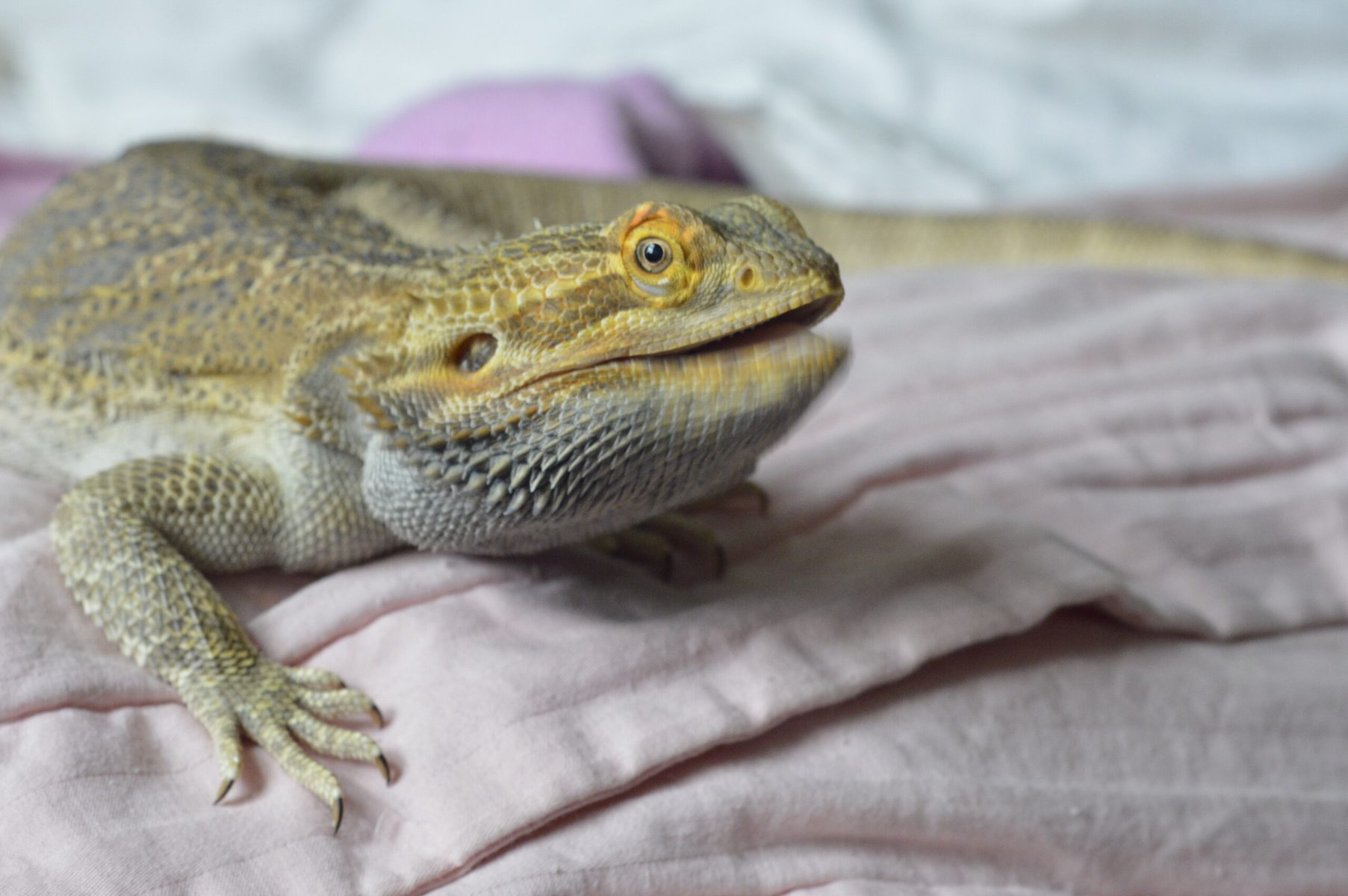 Pogona Minor Minima