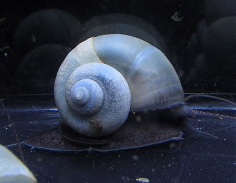 Polar Bear’s Pet Shop 5 Blue Mystery Snails