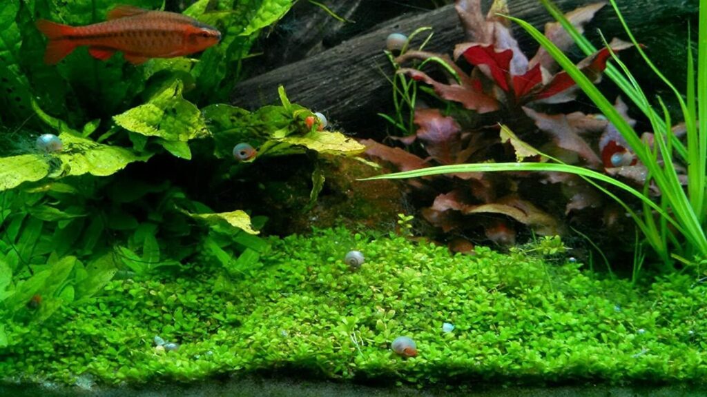 Polar Bear’s Pet Shop 9+ Live Ramshorn Snails inside aquarium