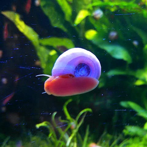 Polar Bear’s Pet Shop 9+ Live Ramshorn Snails