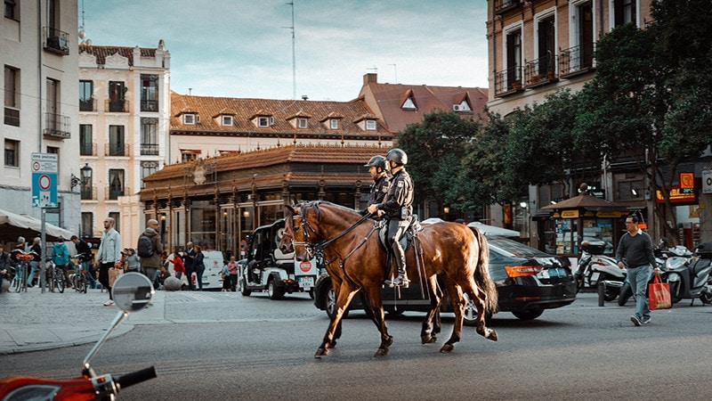 Police Horse
