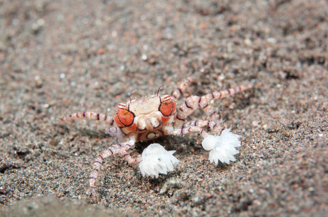 Pom Pom Crab