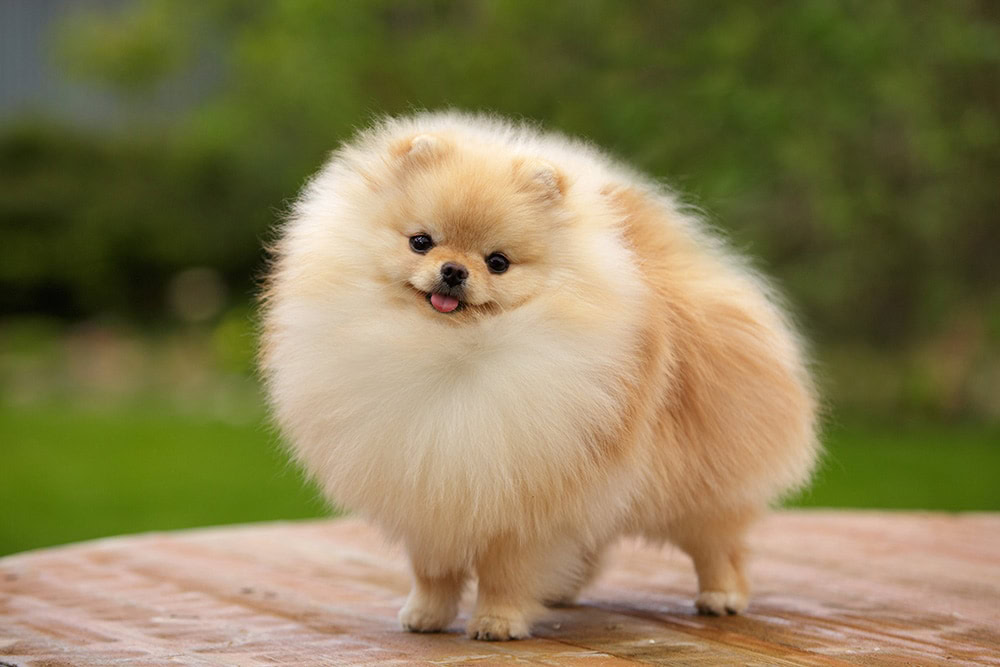 Pomeranian Spitz Toy_Natalia Fedosova_Shutterstock