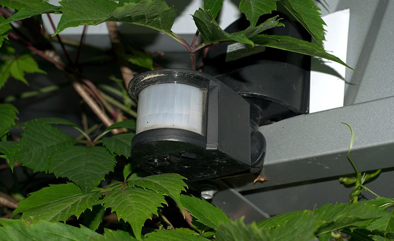 Pomfzh green leaves hid the motion sensor