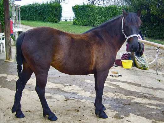 Poney landais Ninja