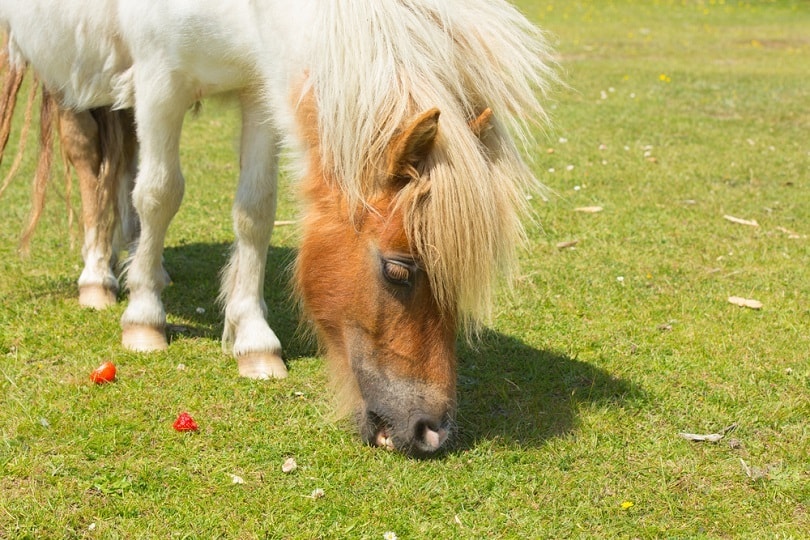 Pony-eating-strawberries_Charlesy_shutterstock