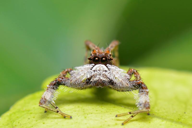 White Mustached Jumping Spider