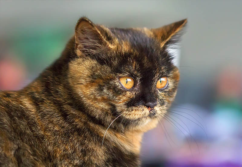 Portrait of a small British shorthair kitten of tortie color