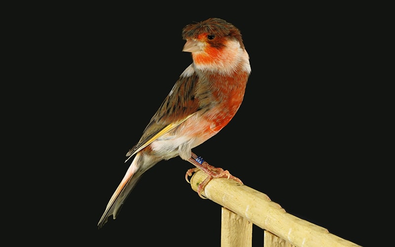 Portuguese Harlequin Canary