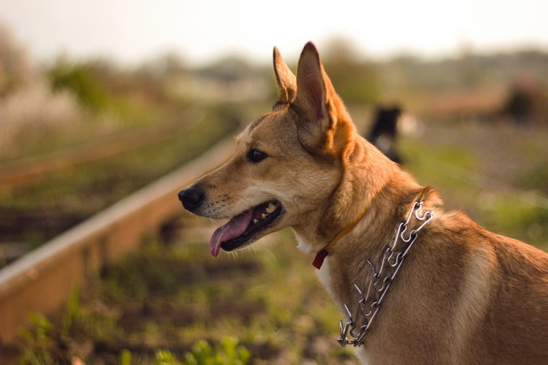 Portuguese Podengo_Shutterstock_Neo Lee