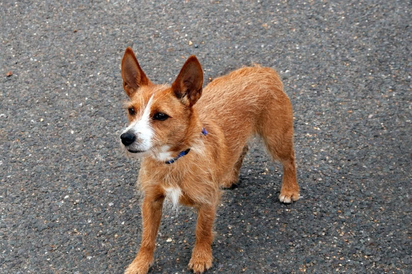 Portuguese podengo