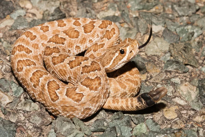 Prairie Rattlesnake (Crotalus viridis)