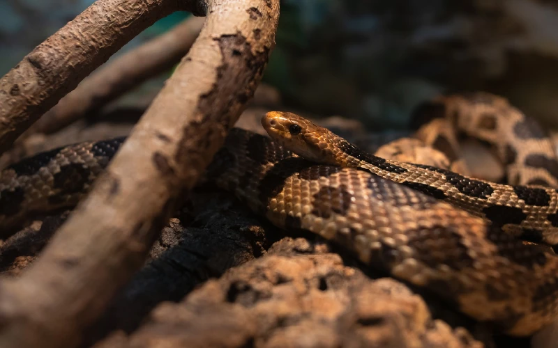 Prairie Rattlesnake (Crotalus viridis)