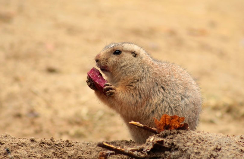 Prairie dog eating purple fruit