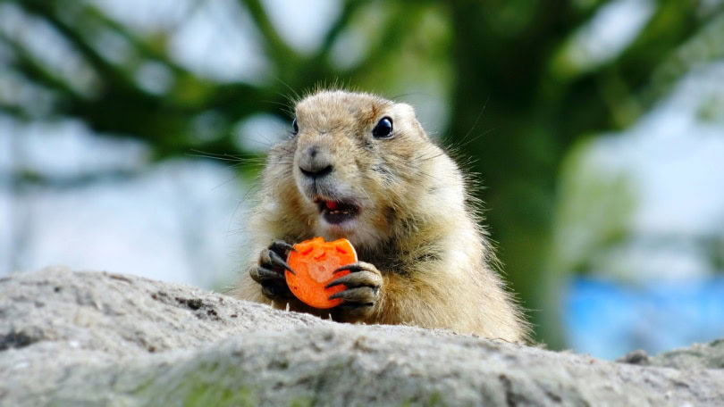 Prairie dog munching on carrot slice
