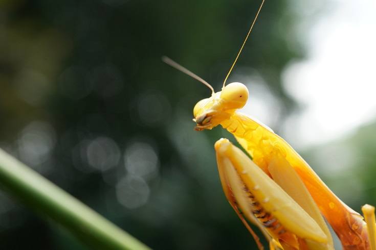 Praying Mantis