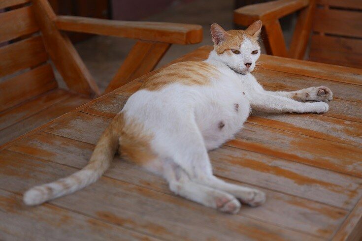 pregnant-white-cat-1919395