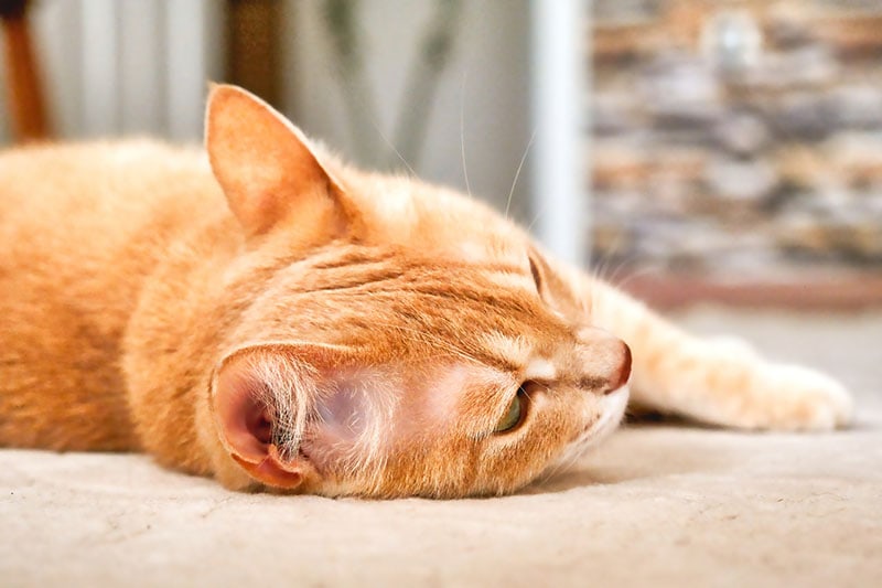 pregnant cat labor pains painful