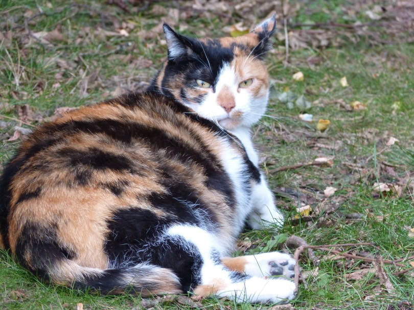 Pregnant cat lying in the grass