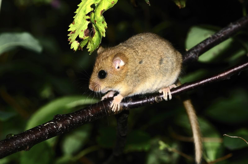 Pregnant mouse foraging for food