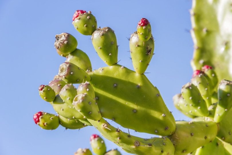 Prickly _ Piqsels
