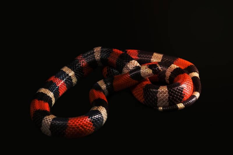 Pueblan milk snake or Campbell's milk snake