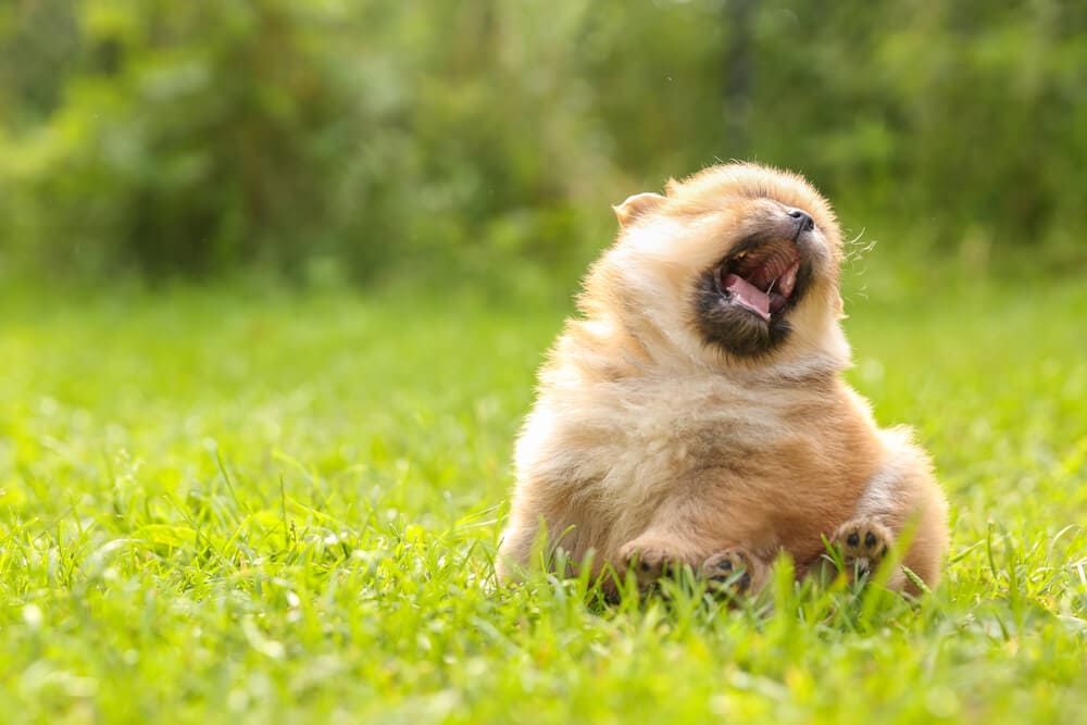 Puppy sneezing outside