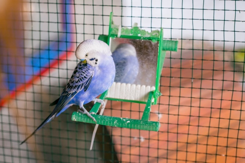 Purple Parakeet