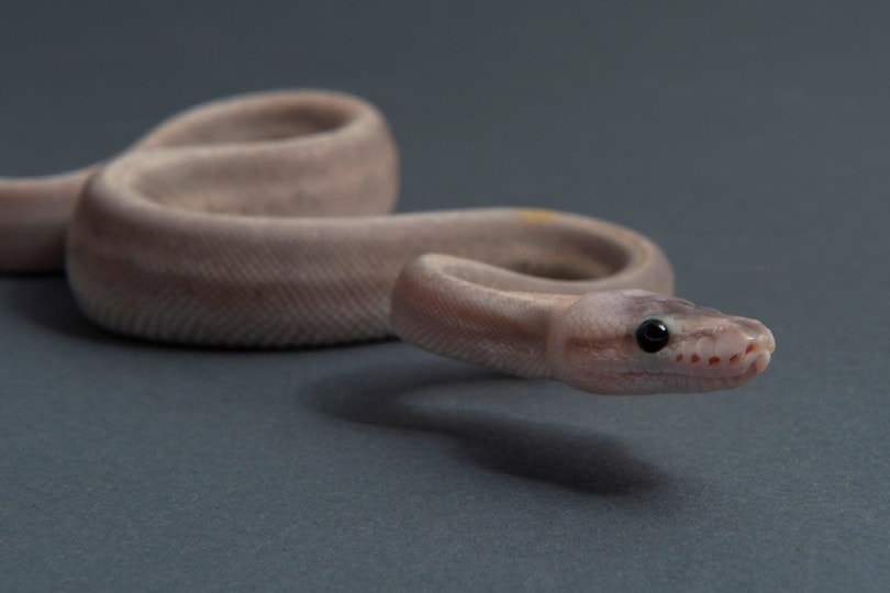 Purple Passion Ball Python Morph