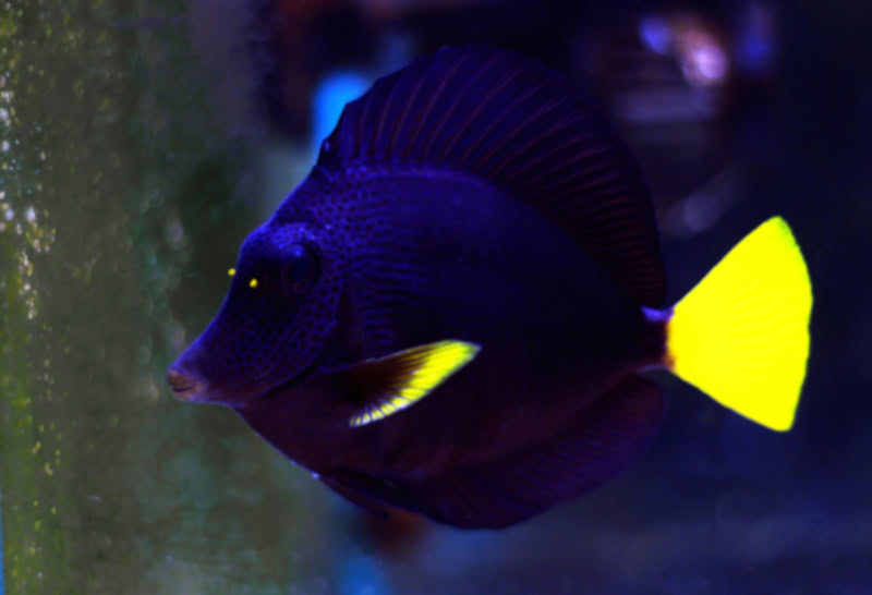 Purple tang fish in aquarium