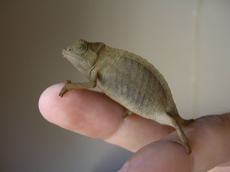 Pygmy Chameleon