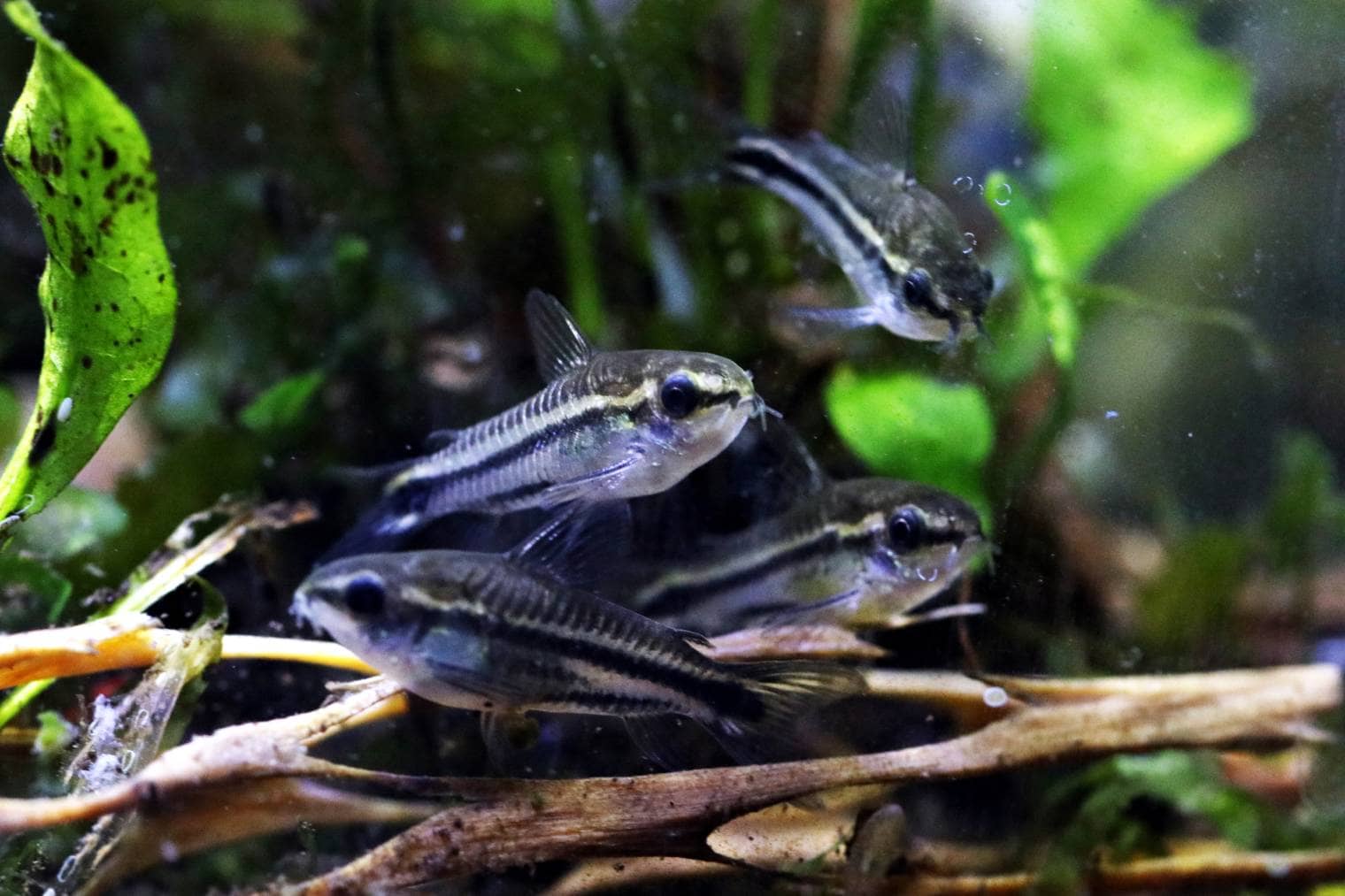 Pygmy Cory