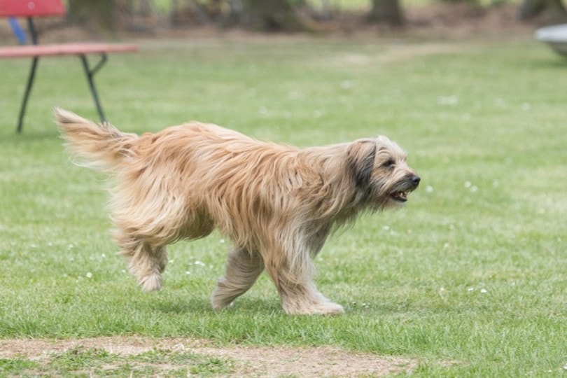 Pyrenean Shepherd