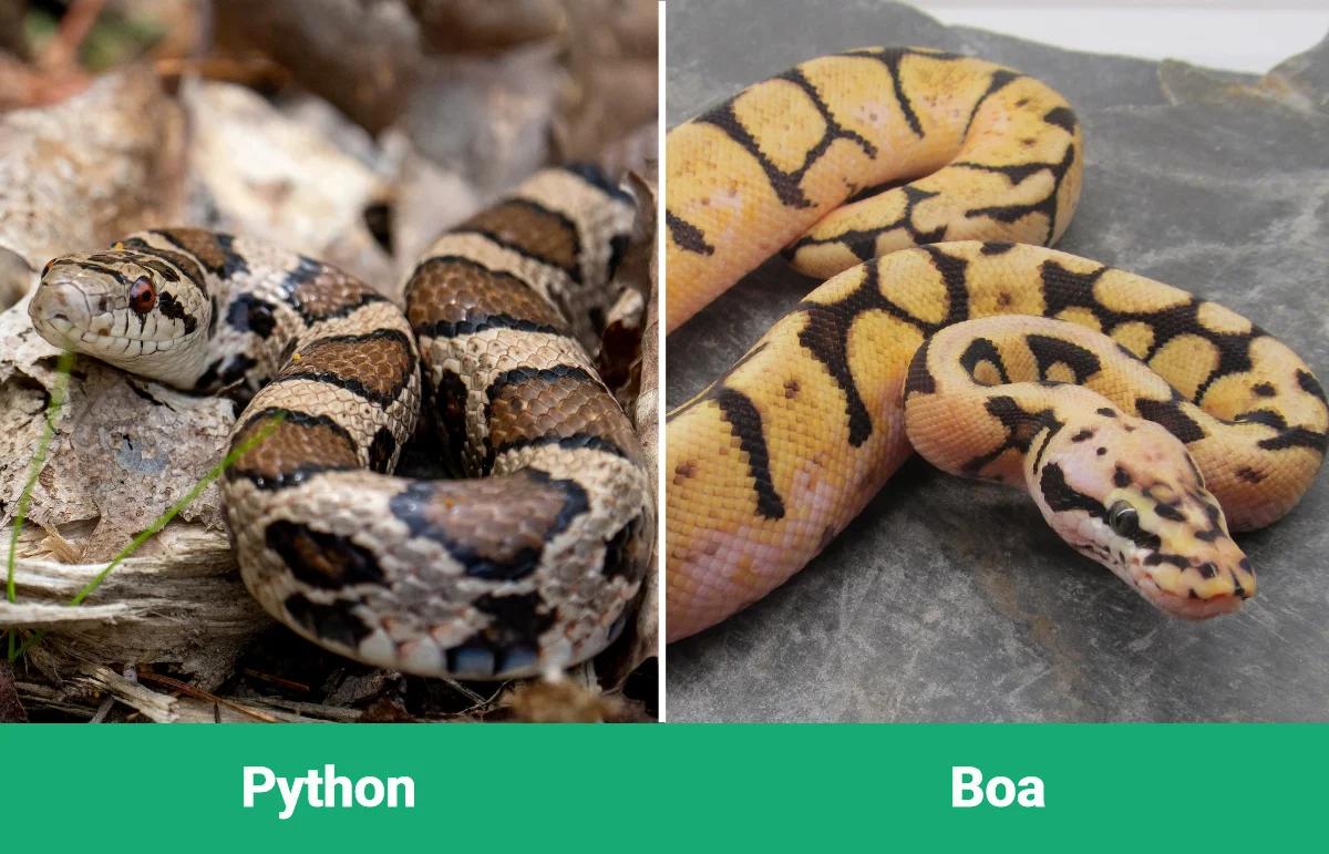 Python vs Boa - Visual Differences