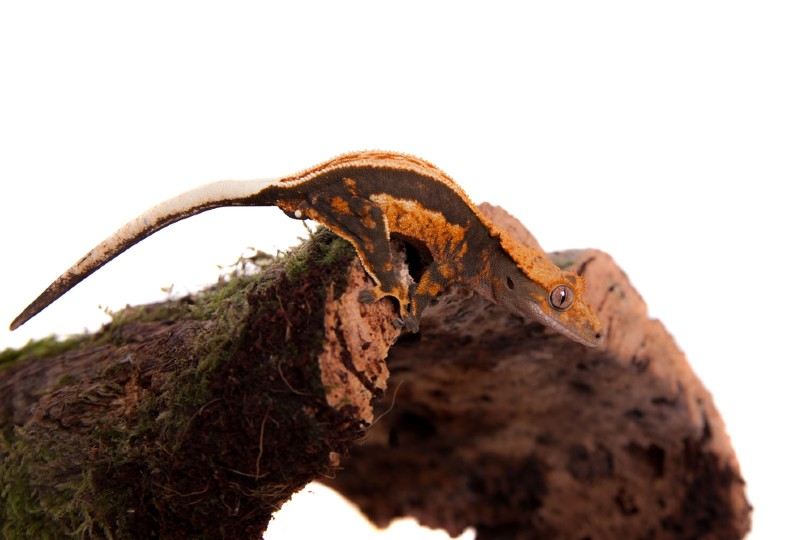 Quadstripe Crested Gecko