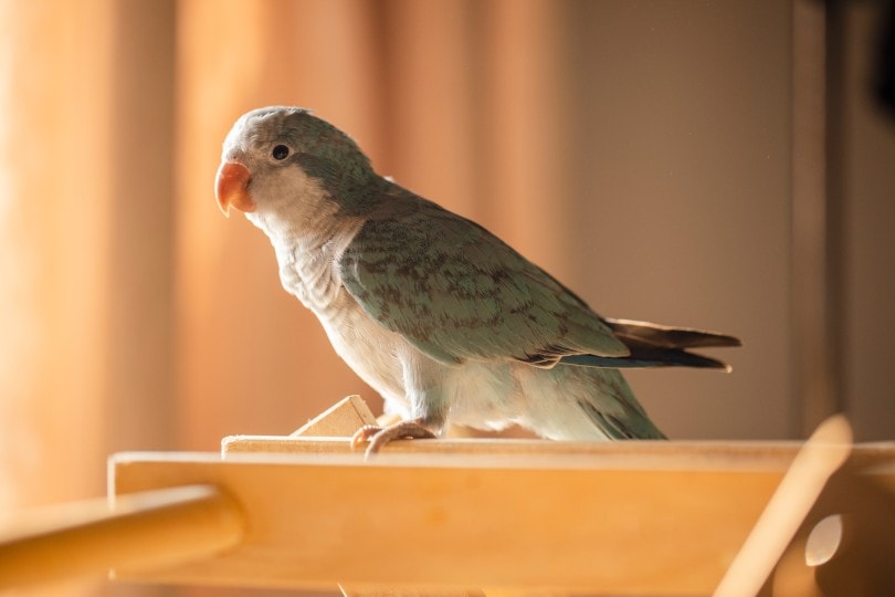 Quaker Parrot