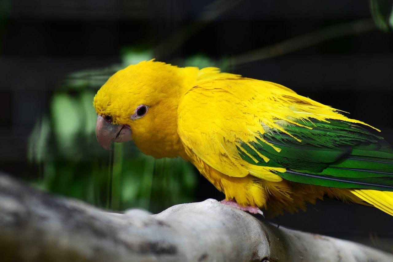 Queen of Bavaria Conure