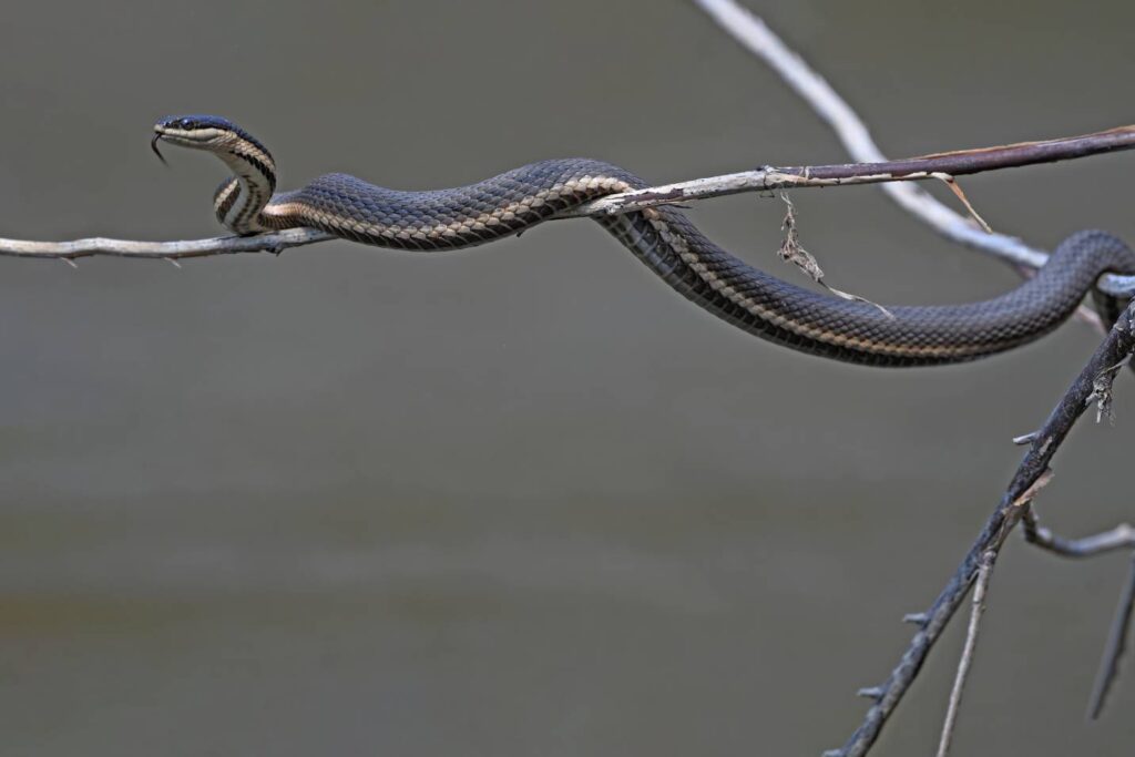 Queensnake side view_ Lev Frid_Shutterstock