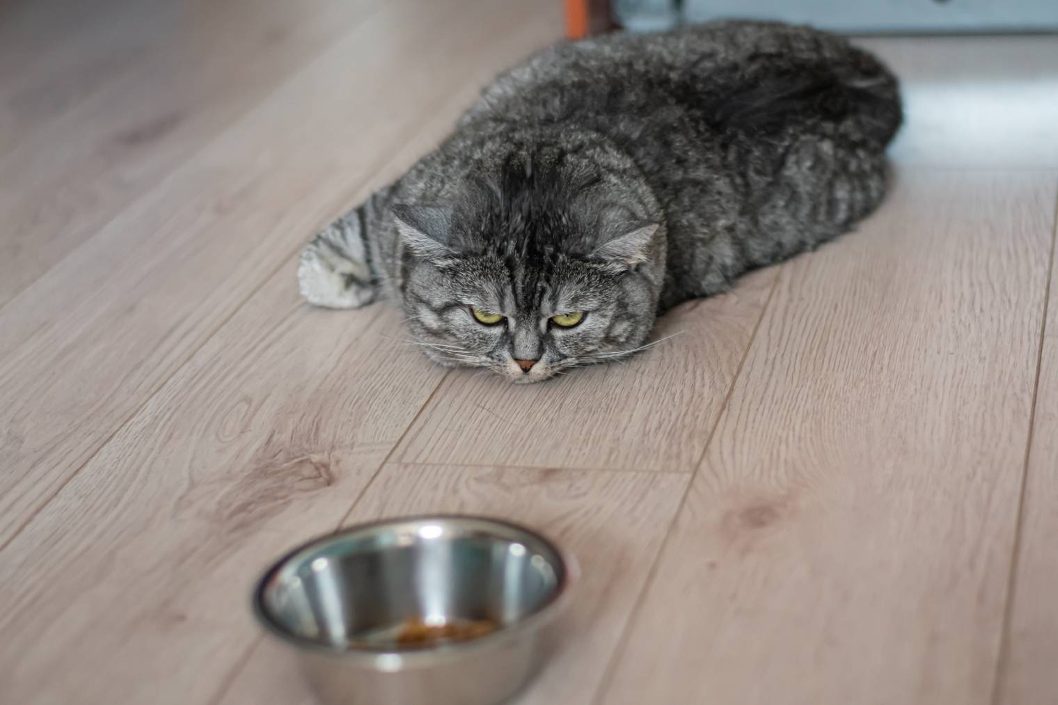 Raas Cat