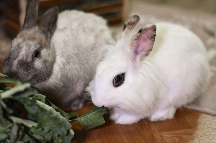 Rabbit Duo