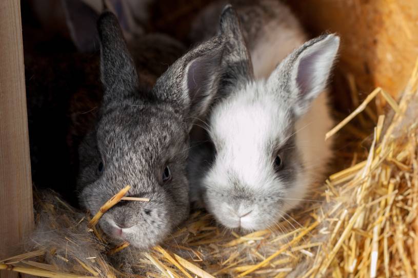 two Rabbits in a Nest