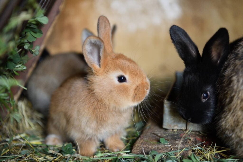 Rabbit Nest