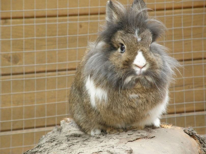 Rabbit Playpen