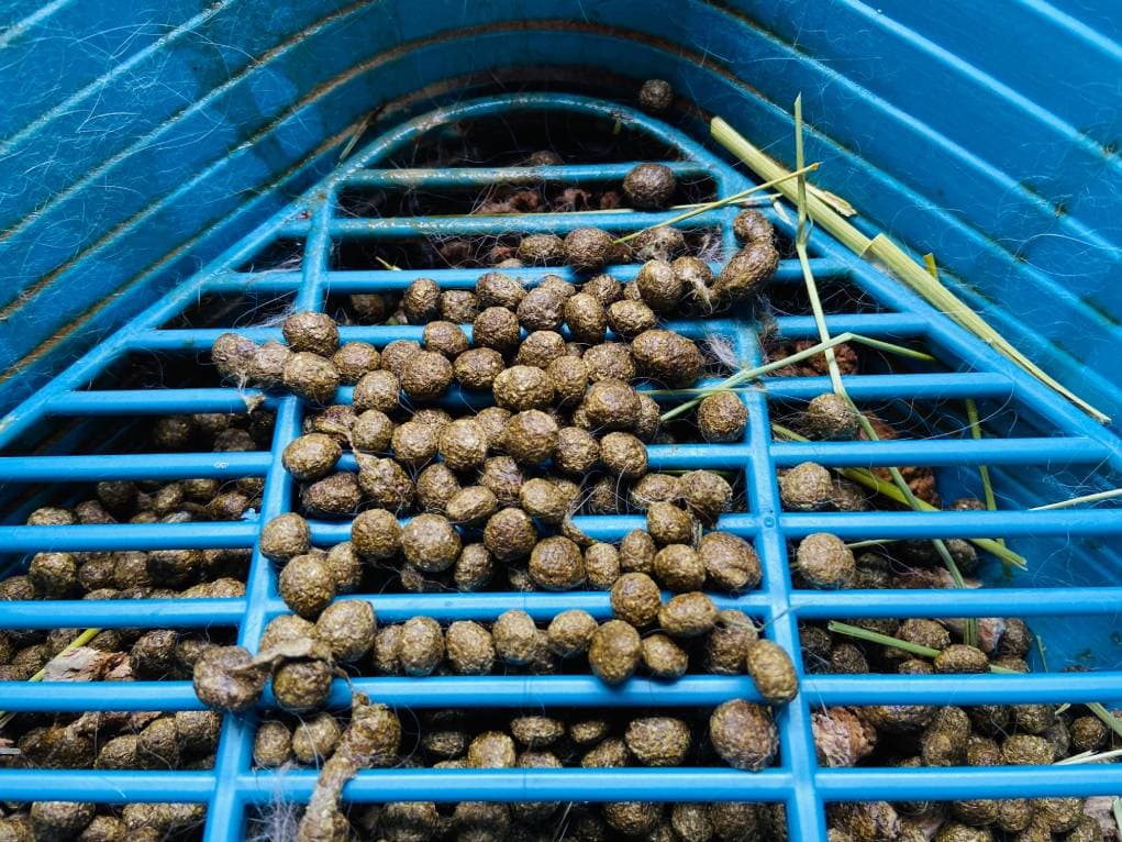 Rabbit Poop and Pee