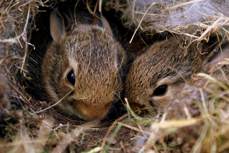 Rabbit babies in nest