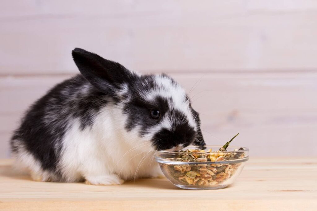 Rabbit eating food